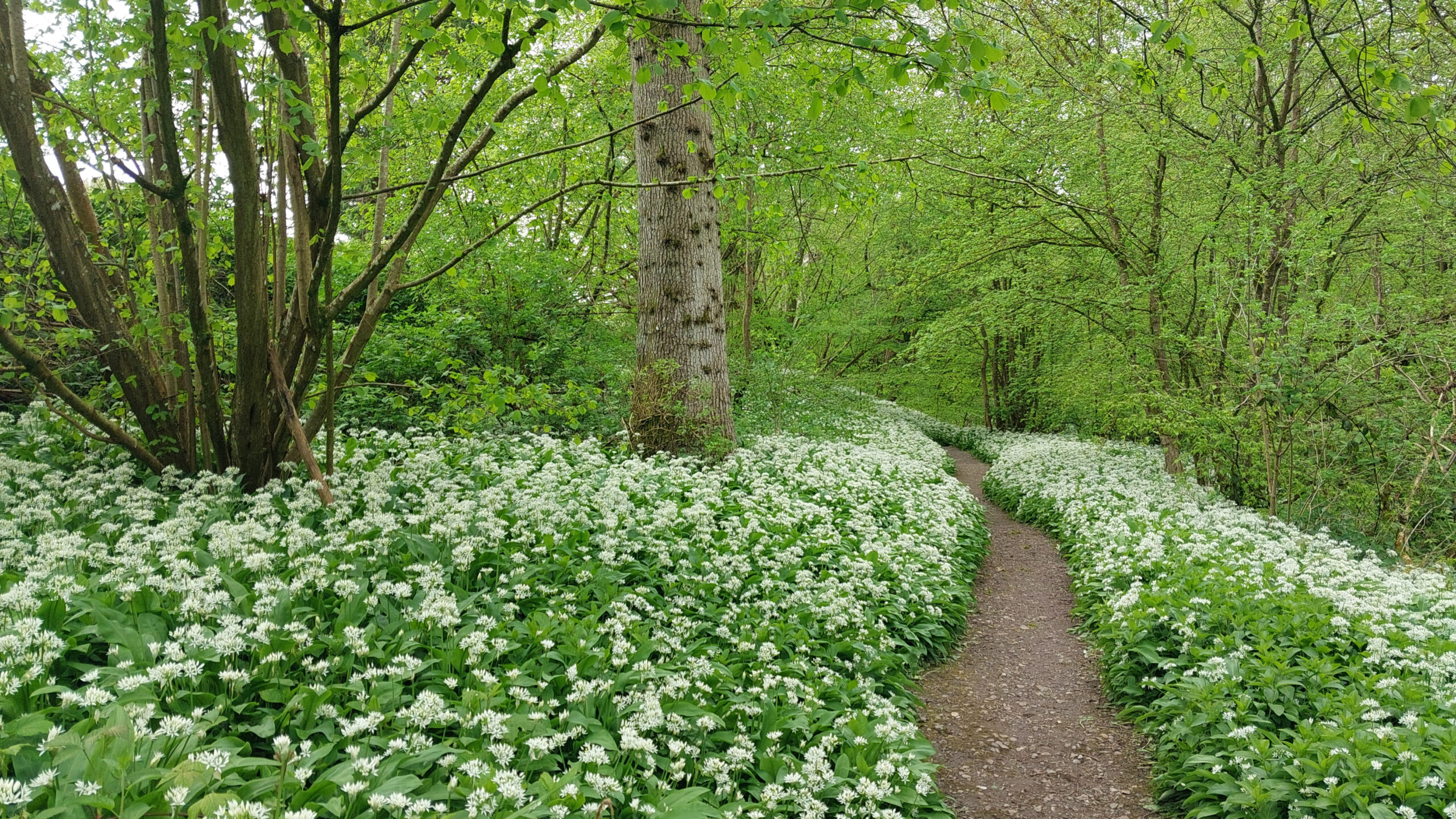 Wild Garlic